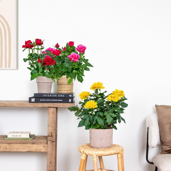 Bloomique - 3er-Mix - Topfrosen - Rot, Gelb, Rosa - Für drinnen und draußen geeignet - Zimmerpflanzen - Gartenpflanzen - Terrassenpflanzen - Winterhart - 20-30 cm Hoch - Topf 12 cm