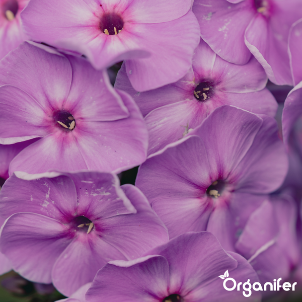 Phlox-Blüten in Rosa und Violett mit grünen Blättern und Organifer Logo.
