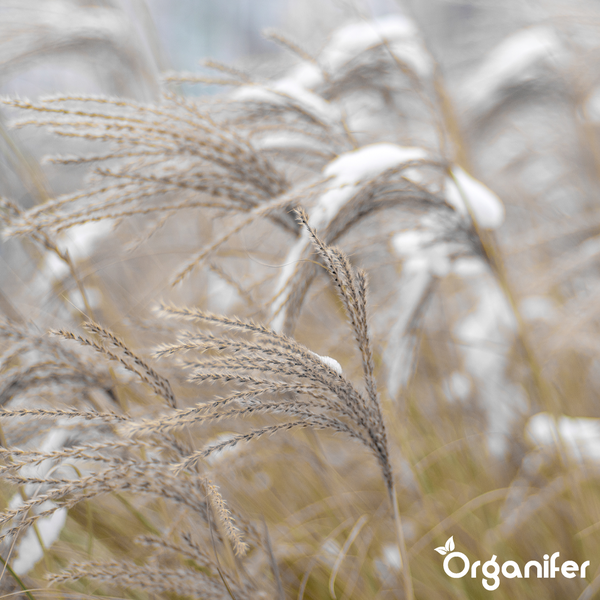 Organifer Logo; vinassefreier Chinaschilf-Dünger im Vergleich: gesundes, dichtes Wachstum gegenüber schwachen Pflanzen bei anderen Düngern.