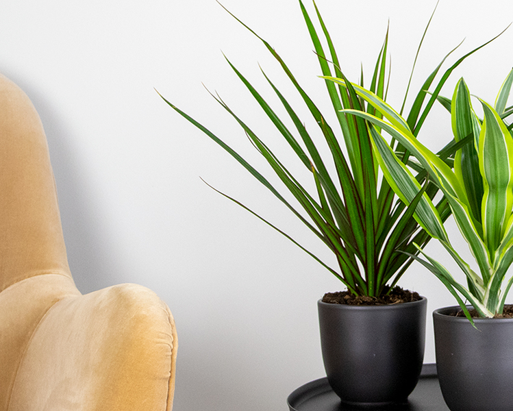 Gedore Doppel-Ringschlüssel Nummer 6