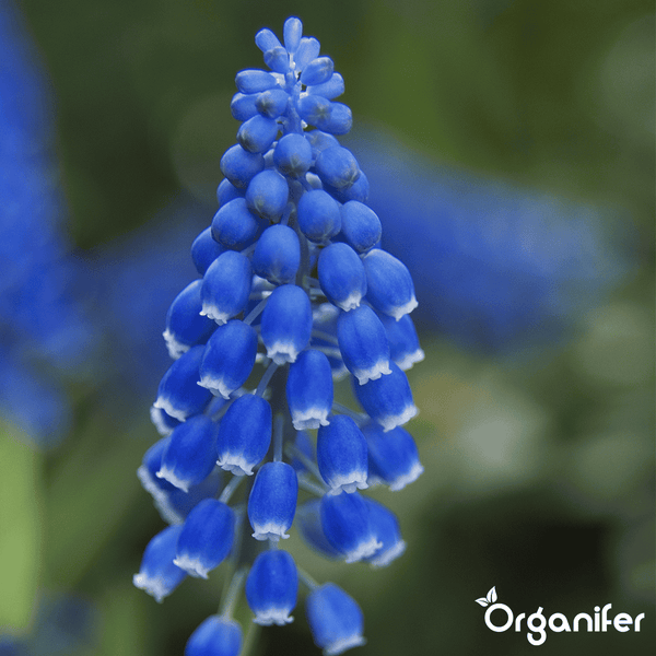 100 Muscari Armeniacum Zwiebeln (XXL-Zwiebelgröße 9/10 cm) - Organifer