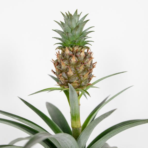 Bloomique - Ananas Comosus - Ananas Pflanze - Bromelien - Zimmerpflanzen - Luftreinigend - Höhe 30-40 cm - Topf 12 cm