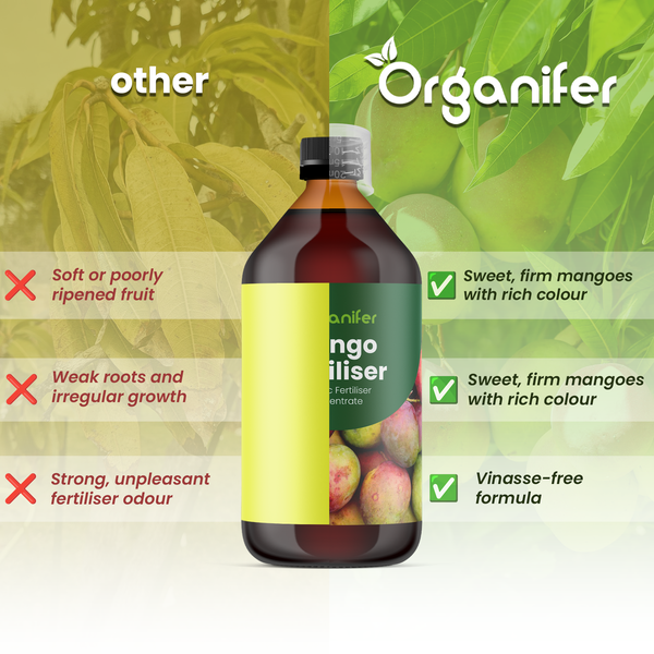 Organifer Logo auf einer Grafik zum Vergleich von Mango Dünger mit Vorteilen wie festen Früchten und kräftigem Wachstum.