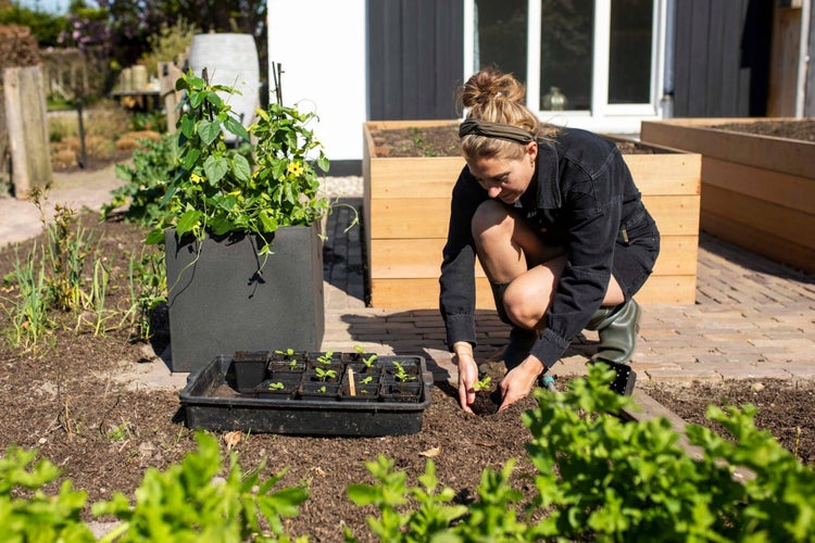 Eine Frau pflanzt Setzlinge aus einer Anzuchtschale in ein Gartenbeet. Im Hintergrund sind Hochbeete aus Holz und ein großer Pflanzkübel zu sehen.