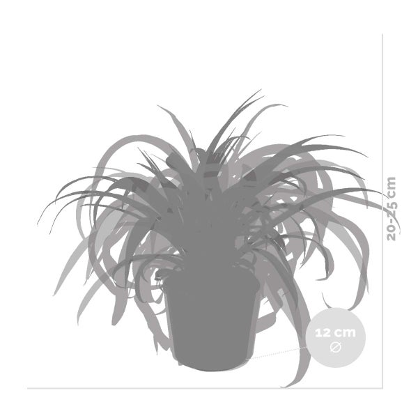 6x Graslilie-Mix - Graslilie - Zimmerpflanzen - Deodorierend - ⌀12 cm - ↕20-25 cm
