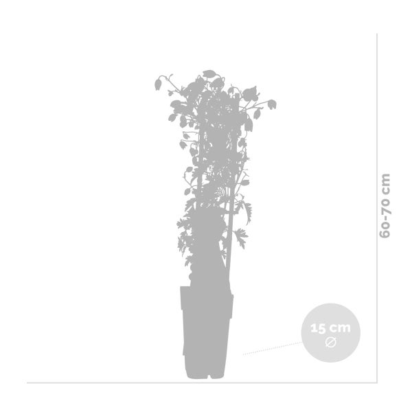Clematis Avalanche – Waldrebe – Schlingpflanze – Immergrün – ⌀15 cm – ↕60-70 cm