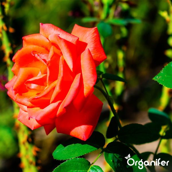 Blühende orangefarbene Rose mit grünen Blättern, Organifer Logo.