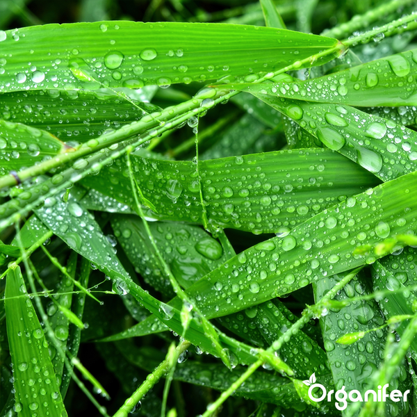 Nahaufnahme von grünen Bambusblättern mit zahlreichen Wassertropfen. Organifer Logo.