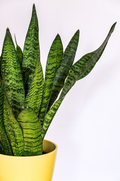 Sansevieria 'Zeylanica' - Frauenzunge - Pflegeleicht - ⌀9 - ↕35 cm
