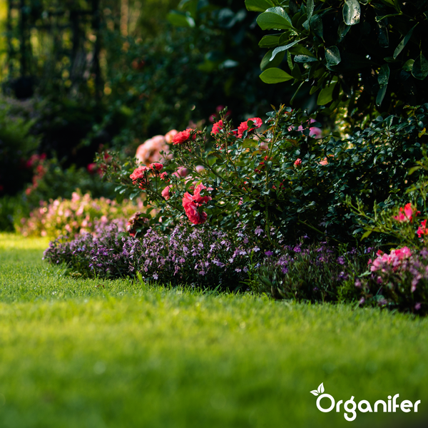 Ein üppiger, gepflegter Garten mit Rasen, blühenden Rosen und Blütenpflanzen vor dichten Sträuchern. Organifer Logo.