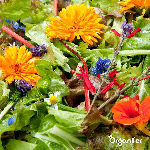 Essbare Blumen Saatgutpaket - 11 Arten - Organifer