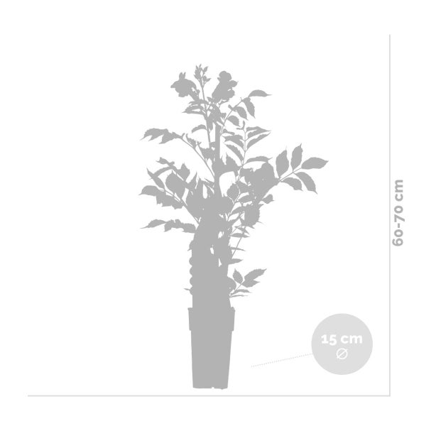 Campsis 'Radicans 'Galen' – Kletterpflanze – Trompetenkletterpflanze – Winterhart – ⌀15 cm – ↕60-70 cm