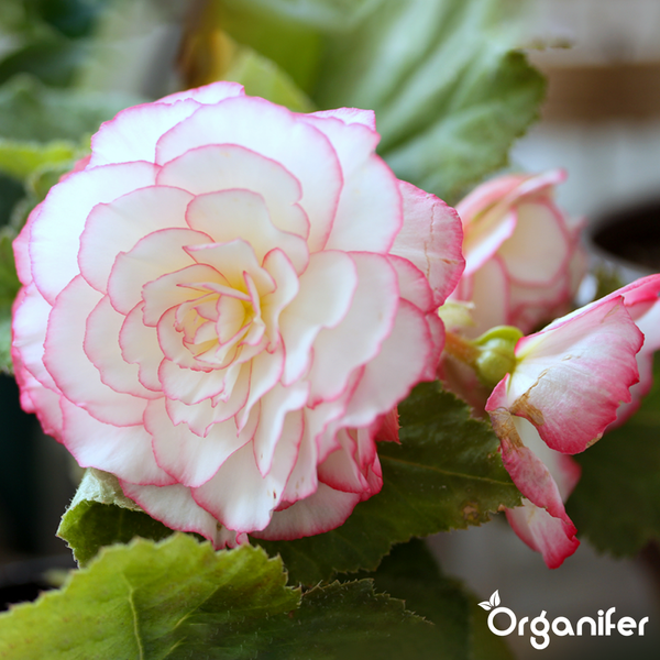Weiße Begonie mit rosa Rändern und grünen Blättern. Organifer Logo.