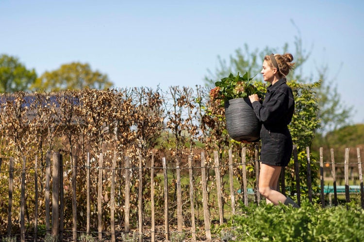 Eine Frau trägt einen großen, strukturierten Pflanzkübel mit einer Hortensie durch einen hellen Garten hinter einem Staketenzaun.