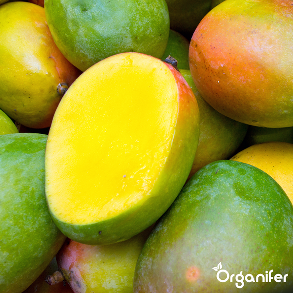 Mehrere Mangos, eine davon halbiert mit Fruchtfleisch, Organifer Logo.