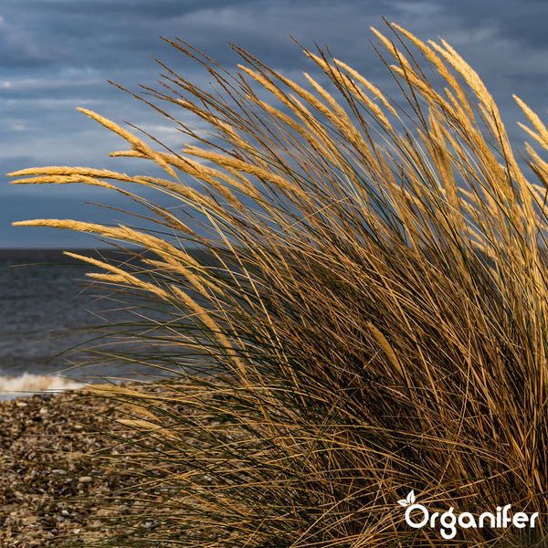 Ziergras auf einem Kieselstrand am Meer unter bewölktem Himmel mit Organifer Logo