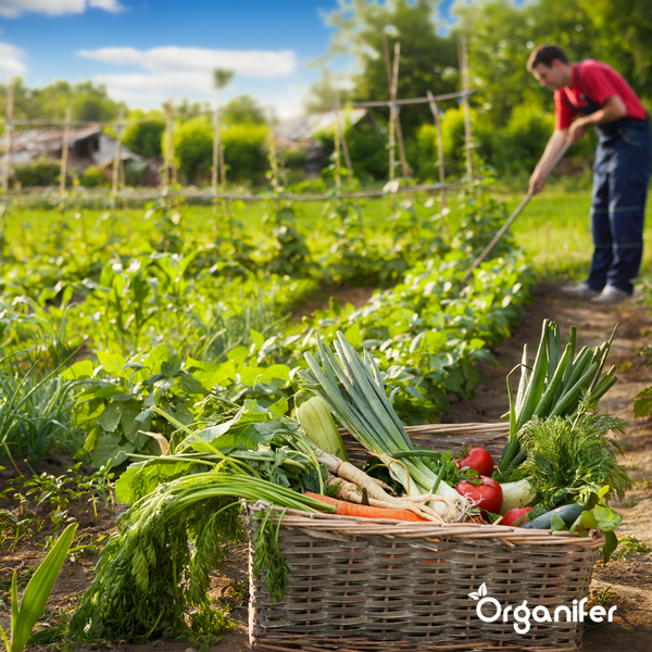 Biologisches Gemüsesaatgutpaket - 19 Arten - Organifer