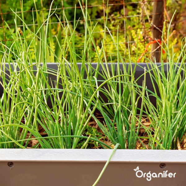 Biologisches Kräutersaatgutpaket – 10 Arten - Organifer