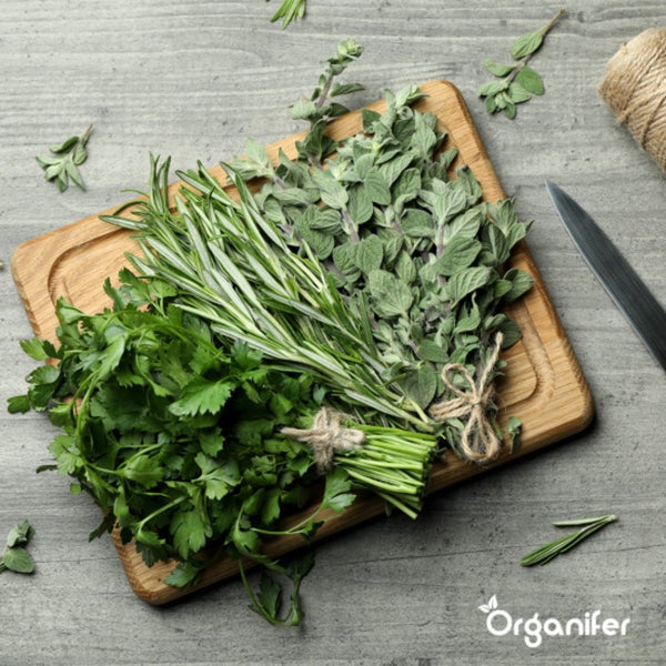 Biologisches Kräutersaatgutpaket – 10 Arten - Organifer