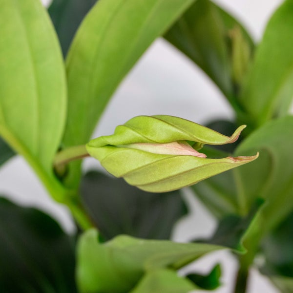 Medinilla magnifica - Medinilla - Zimmerpflanze - Pflegeleichte Pflanze für Innenräume - ⌀17 cm - 50-60 cm