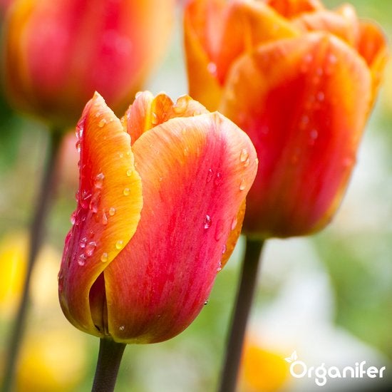 Nahaufnahme von Tulpenblüten mit Tautropfen