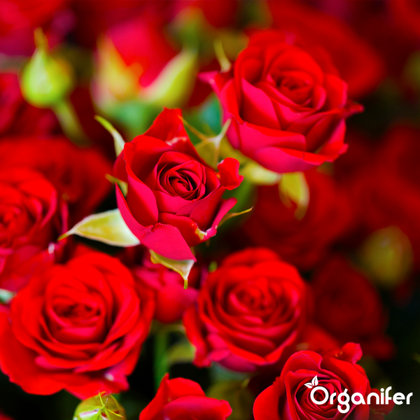 Nahaufnahme von roten Rosen in voller Blüte mit dem Organifer Logo.