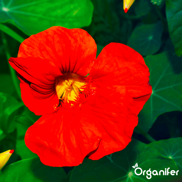 Nahaufnahme einer roten Kapuzinerkresse Blüte mit gelber Mitte und grünen Blättern. Organifer Logo.