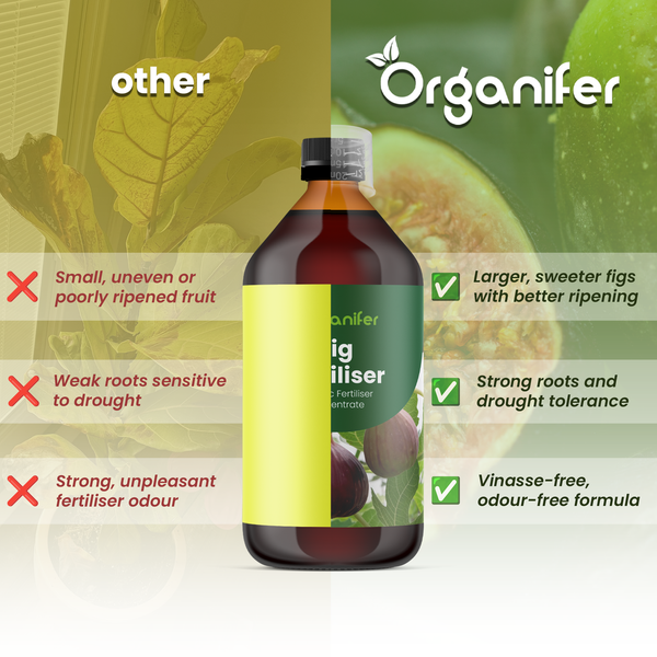 Frische, reife Feigen, ganz und aufgeschnitten mit Organifer Logo.