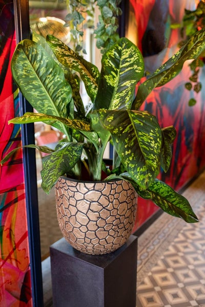 Zimmerpflanze Dieffenbachia mit gemusterten Blättern in einem runden dekorativen Übertopf mit Steinstruktur auf einem Sockel.