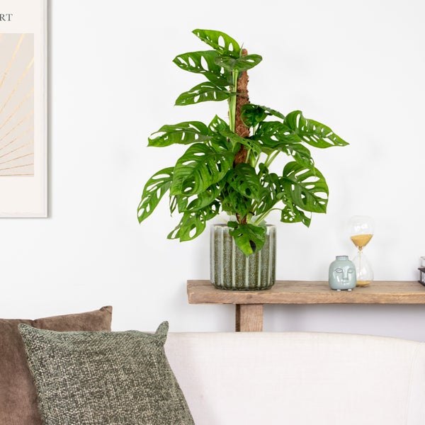 Bloomique - Monstera adansonii Moosstab - Monkey Leaf - Fensterblatt - Luftreinigende Zimmerpflanzen - Monstera Pflanze - Hängepflanze echt - Kletterpflanzen Zimmer - Höhe 20-25 cm - Topf 12 cm