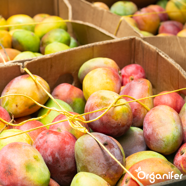 Frische Mangos in Kartons mit Schnüren gesichert und Organifer Logo.