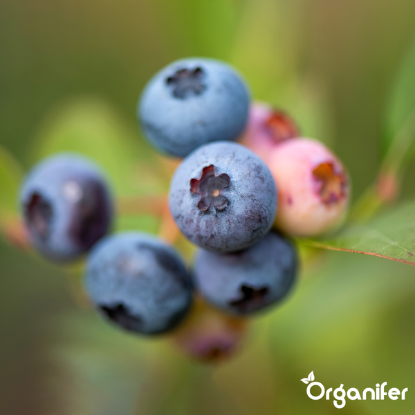 Nahaufnahme von Blaubeeren an einem Strauch mit Organifer Logo