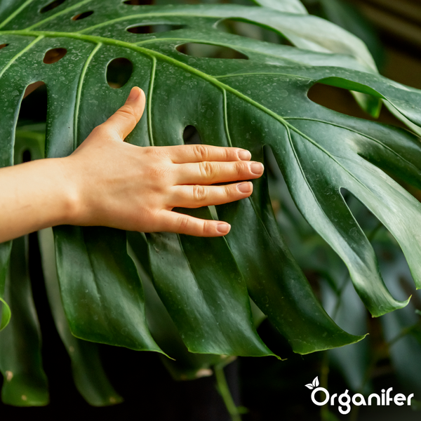 Hand auf einem großen Blatt einer Monstera deliciosa, Organifer Logo