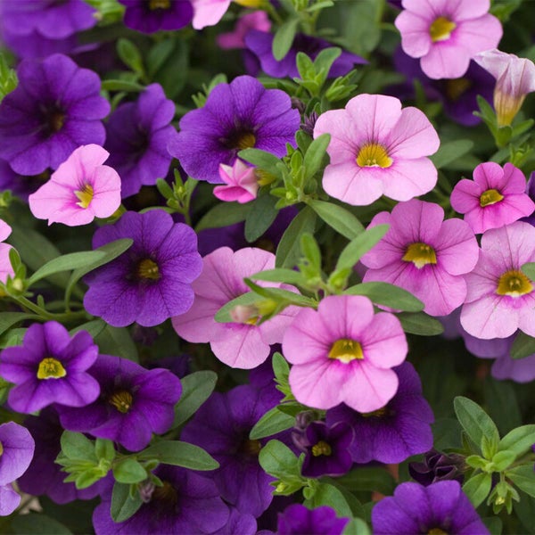 Bloomique - 6er-Mix - Calibrachoa - Kleinstblütige Petunien - Farb-Mix - Beetpflanzen - Gartenpflanzen - 15-20 cm Hoch - Topf 10,5 cm