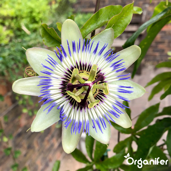 Passionsblume in voller Blüte mit weißen Blütenblättern und violettem Strahlenkranz und Organifer Logo.
