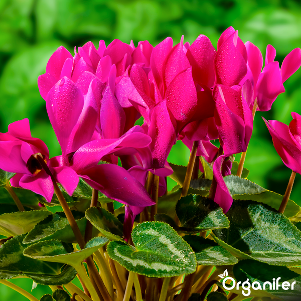 Alpenveilchen mit pinkfarbenen Blüten und gemusterten grünen Blättern. Organifer Logo.