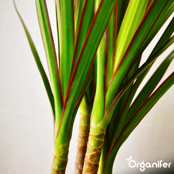 Dracaena marginata Zimmerpflanze mit rotgeränderten Blättern und verholzten Stämmen. Organifer Logo.