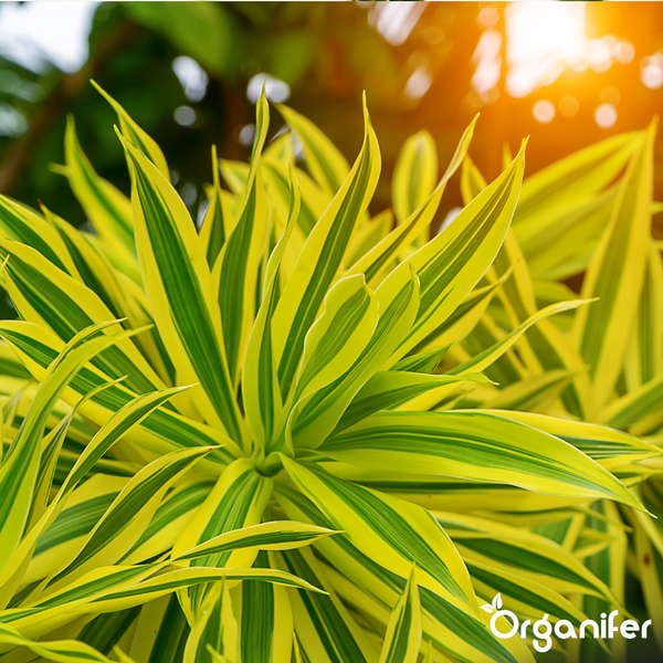 Dracaena reflexa Song of India mit gelb-grün gestreiften Blättern im hellen Sonnenlicht mit Organifer Logo.