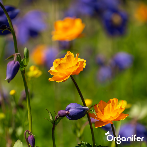 Wildblumenmischung - Biodiversität - 62 Arten (1 kg für 500 m2) - Organifer