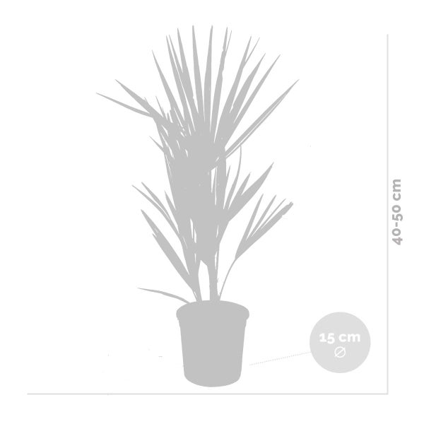 Bloomique - Chamaerops Humilis - Europäische Zwergpalme - Palmen Winterhart Draußen - Höhe 50-60 cm - Topf 15 cm