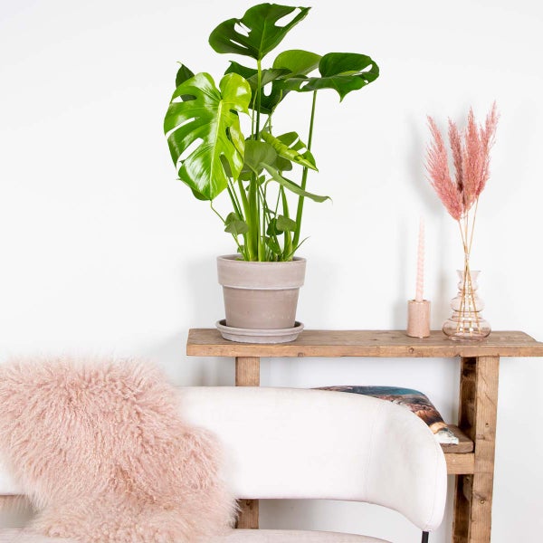 Bloomique - Monstera Deliciosa - Fensterblatt - Zimmerpflanzen - Pflegeleicht - Luftreinigend - Höhe 50-70 cm - Topf 17 cm