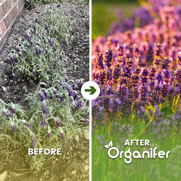 Vorher-Nachher-Vergleich von verwelktem Lavendel und blühendem Lavendel. Organifer Logo.