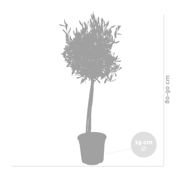Bloomique - Olea Europaea - Olivenbaum Echt - Gartenpflanzen Winterhart - Höhe 80-90 cm - Topf 19 cm