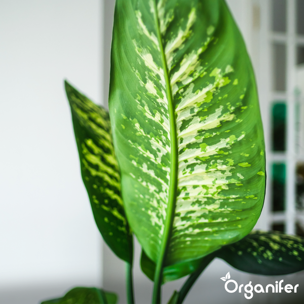 Nahaufnahme eines panaschierten Dieffenbachia-Blattes mit Organifer Logo.