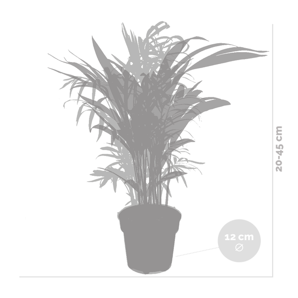 Bloomique - 2er-Set - Dypsis & Chamaedorea - Palme - Zimmerpflanzen - Luftreinigend - Tierfreundlich - 30-40 cm Hoch - Topf 12 cm