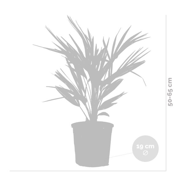 Bloomique - 2er Set - Chamaerops Humilis - Europäische Zwergpalme - Palmen Winterhart Draußen - Höhe 60-70 cm - Topf 19 cm