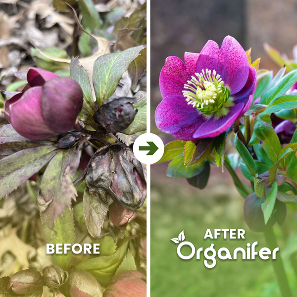 Vorher-Nachher-Vergleich einer Christrose nach Anwendung von Organifer, zeigt verwelkte Knospen und eine blühende Blüte sowie das Organifer Logo.