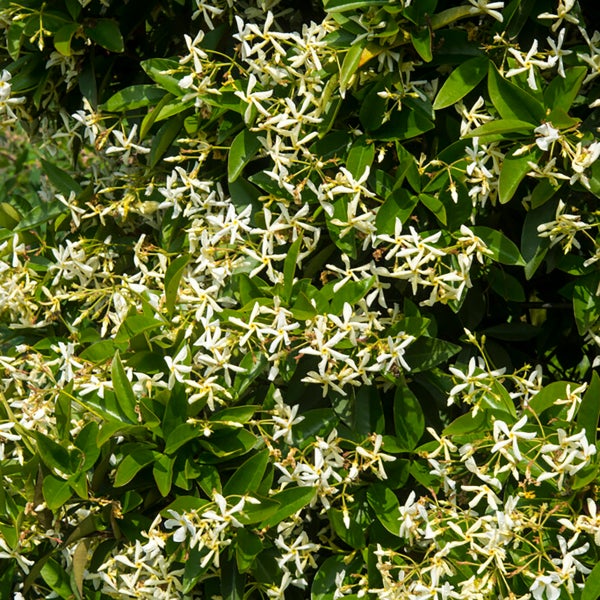 Trachelospermum 'Star of Toscana' – Gelber toskanischer Jasmin – Schlingpflanze – ⌀15 cm – ↕60-70 cm