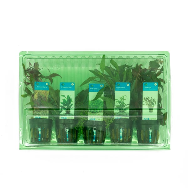 Bloomique - 5er Set - Aquarium Pflanzen Echt - Aquarium Zubehör -Wasserpflanzen - Reinigend - Sauerstoff - Ludwigie, Wasserfreund, Perlkraut, Papageienblatt, Wasserkelch - Höhe 15-20 cm