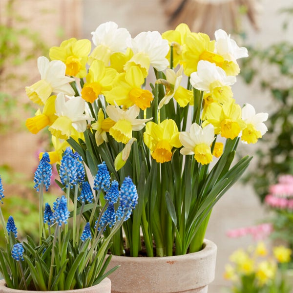 Bloomique - 15er-Mix - Narzisse - Narzisse - großblumiger Mix - Farbmix - Blumenzwiebeln - Frühlingsblüher - mehrjährige Pflanzen - wird bis zu 35-45 cm groß